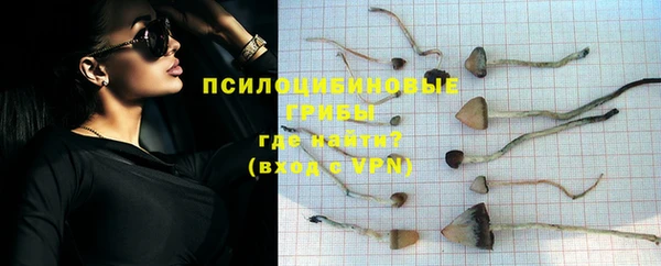 прущие грибы Аркадак